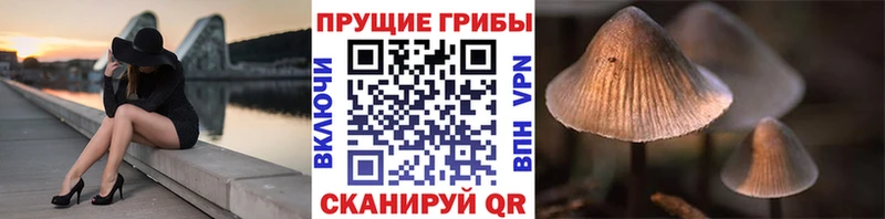 Галлюциногенные грибы Cubensis  Купить  Семёнов 